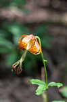 Carolina lily